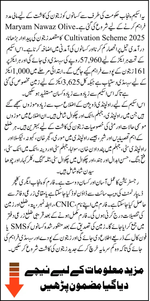 Maryam Nawaz Olive Cultivation Scheme 2025 with Rs 57960 Subsidy Per Acre Know Registration Process
